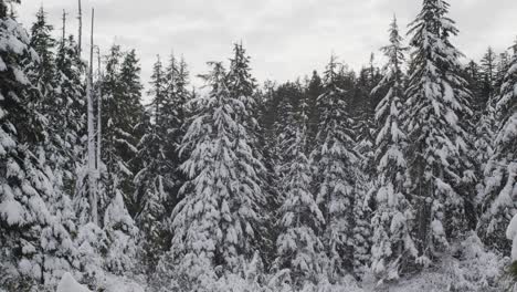 Snowy-evergreen-trees-in-forrest