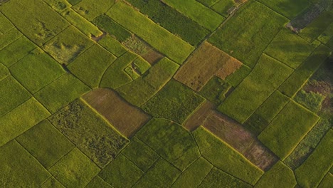 ojo de pájaro aéreo volando sobre campos verdes de retazos en el campo rural en sylhet