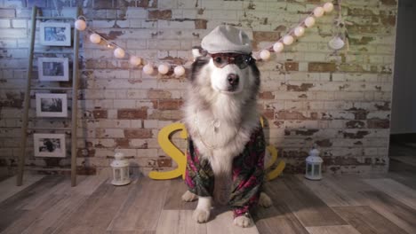 snow dog dressed up in a hat, glasses and shirt flamenca.
beautiful alaskan malamute - husky dog