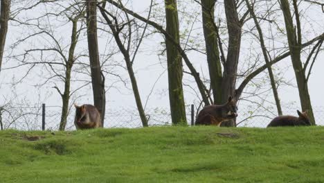 three-red-kangaroos-are-peacefully-grazing-on-a-lush-green-meadow,-static-shot