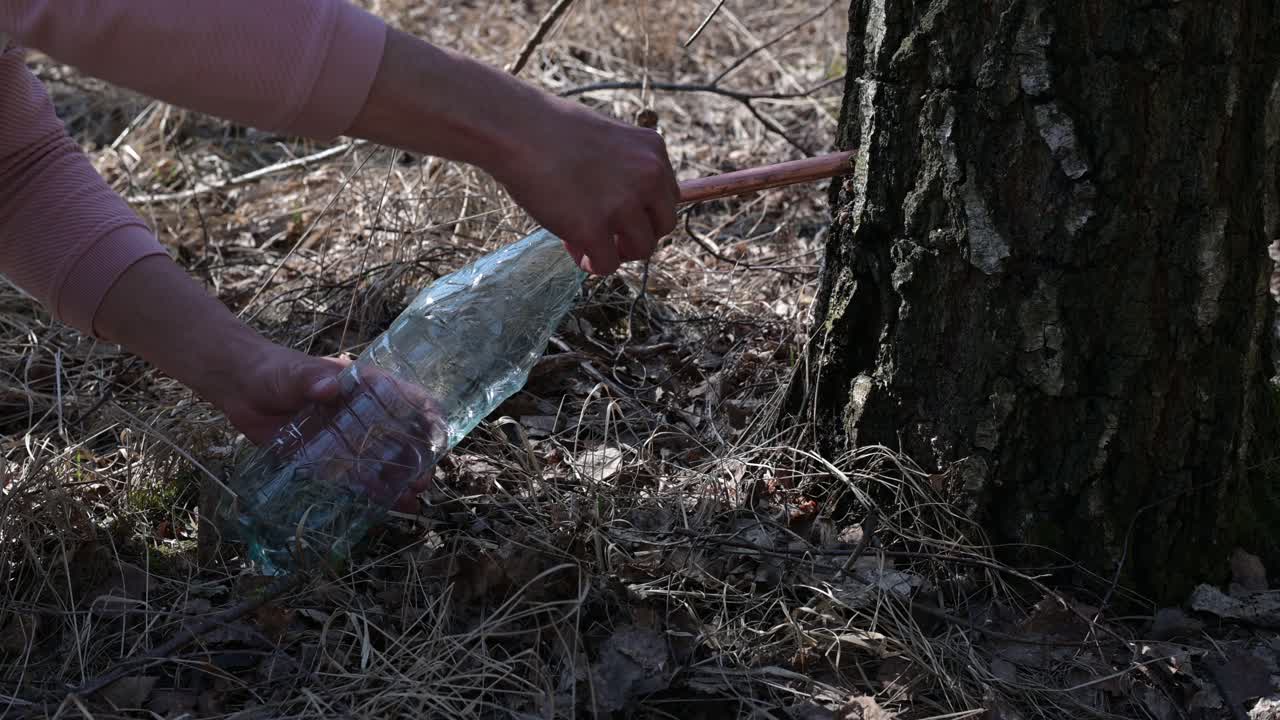 savia de abedul, agua de abedul o jugo de abedul, botella de plástico de uso masculino caucásico para extraer líquido saludable de la planta del árbol en el bosque