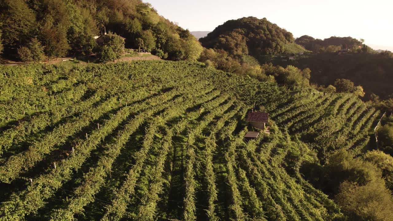 Aerial panoramic view over the famous prosecco hills with many vineyard rows and mountains in the background, Italy
