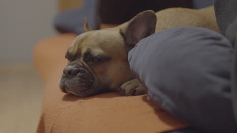 french bulldog sad and tired is lying on the sofa and moves his head gently by slowly lifting it and rolling his eyes