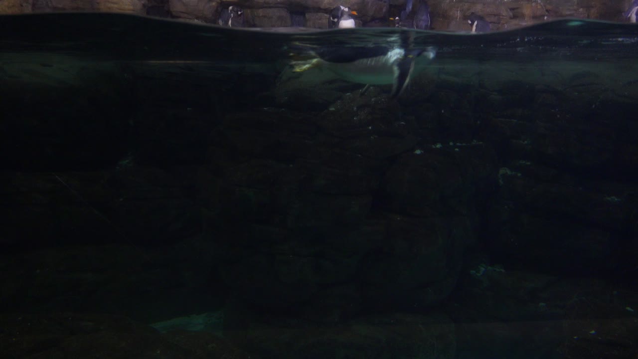 un pingüino nada bajo el agua