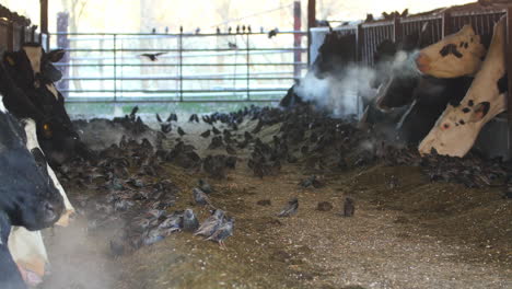 flock of invasive starlings feeding on cattle feed inside cow shed wide shot