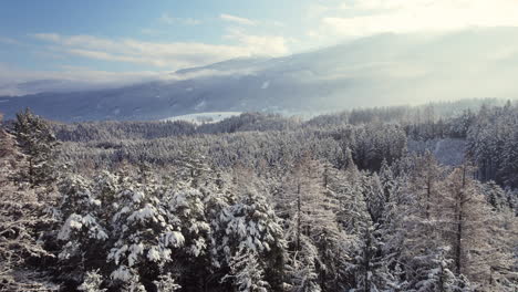 Aerial-flying-over-freshly-snow-covered-trees-in-a-beautiful-forest-winter-scenery