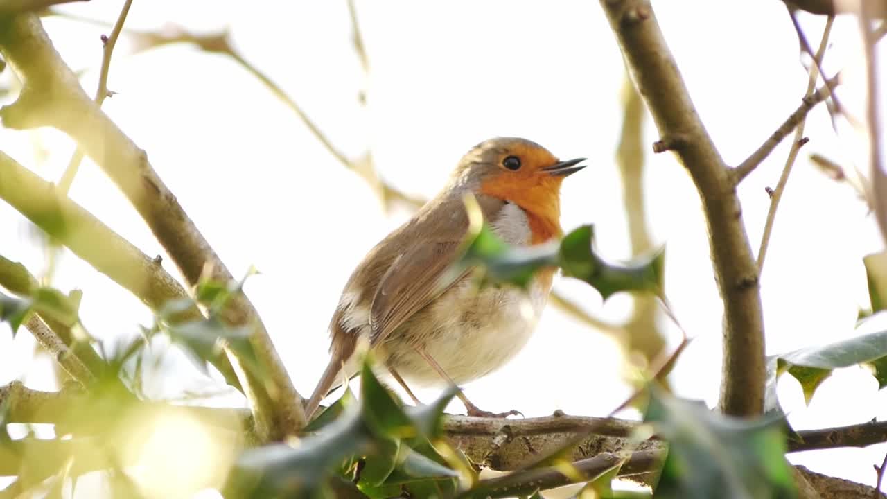 A steady shot of a red robin