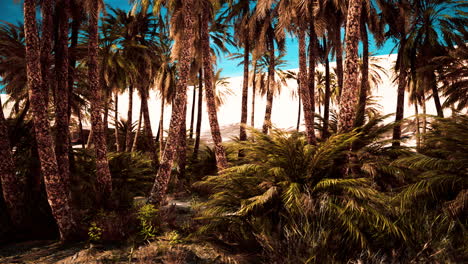 Inside-view-of-the-oasis-in-Tunisia