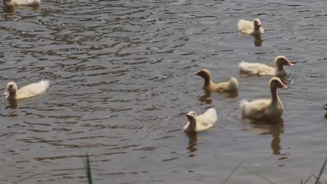 group of ducks floating on calm water