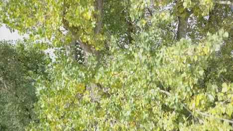 drone tiro de volar cerca del árbol grande y revelar el canal en los países bajos