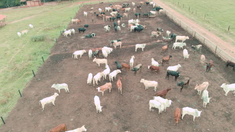 ganado en confinamiento, bueyes, vacas, vista aérea en días nublados
