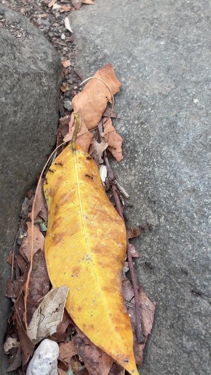 Ants Crawling Over a Fallen Yellow Leaf on Stone Ground