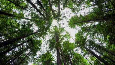 Low-angle-view-of-trees-in-forest-4k