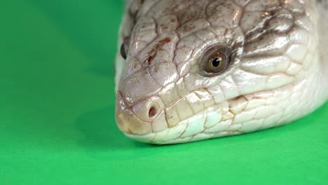 Close-up of a Skink's Head on a Green Background