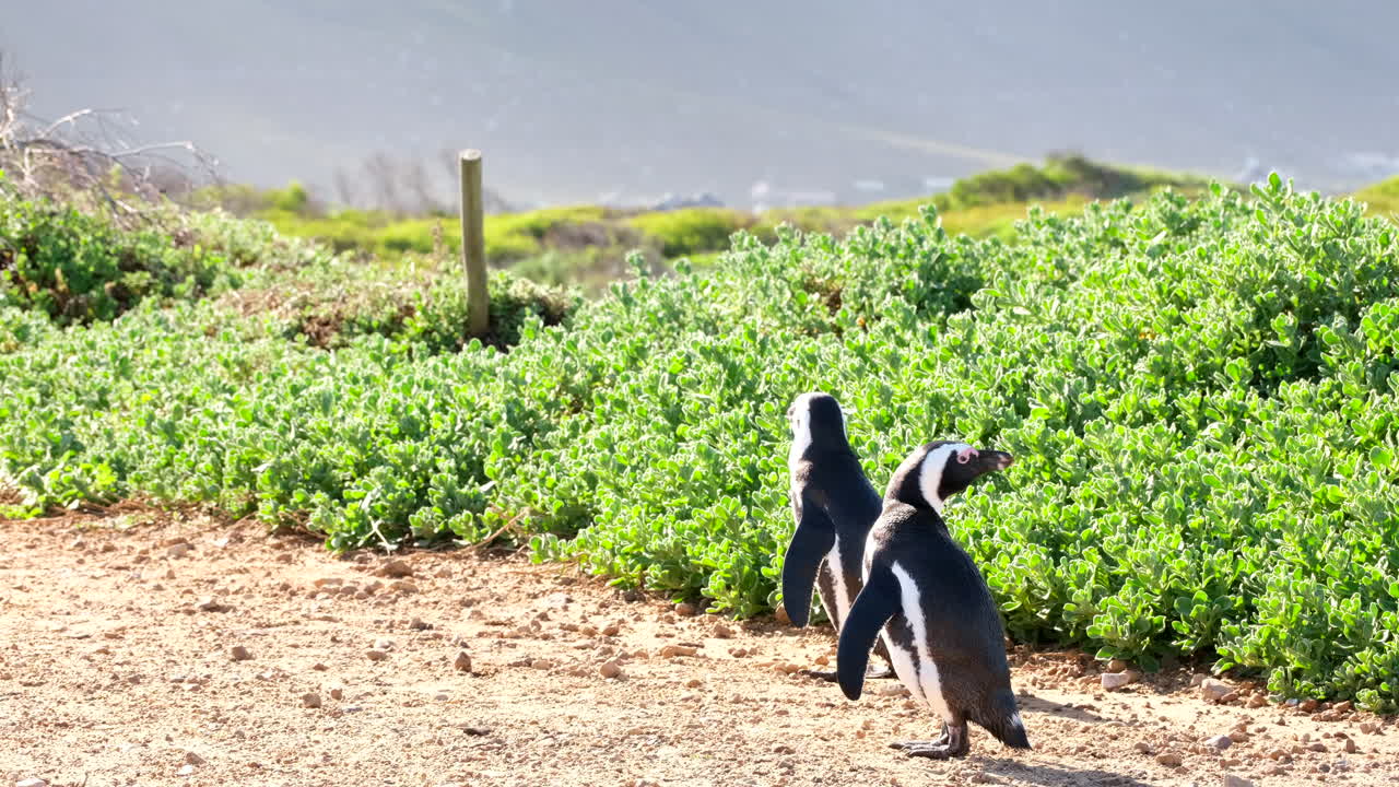 Two African Penguins Walking Along a Sandy Path