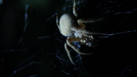 araña tejedora de orbe comiendo presas en la noche web tiro de cerca en la boca macro