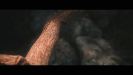 close-up of a driftwood branch