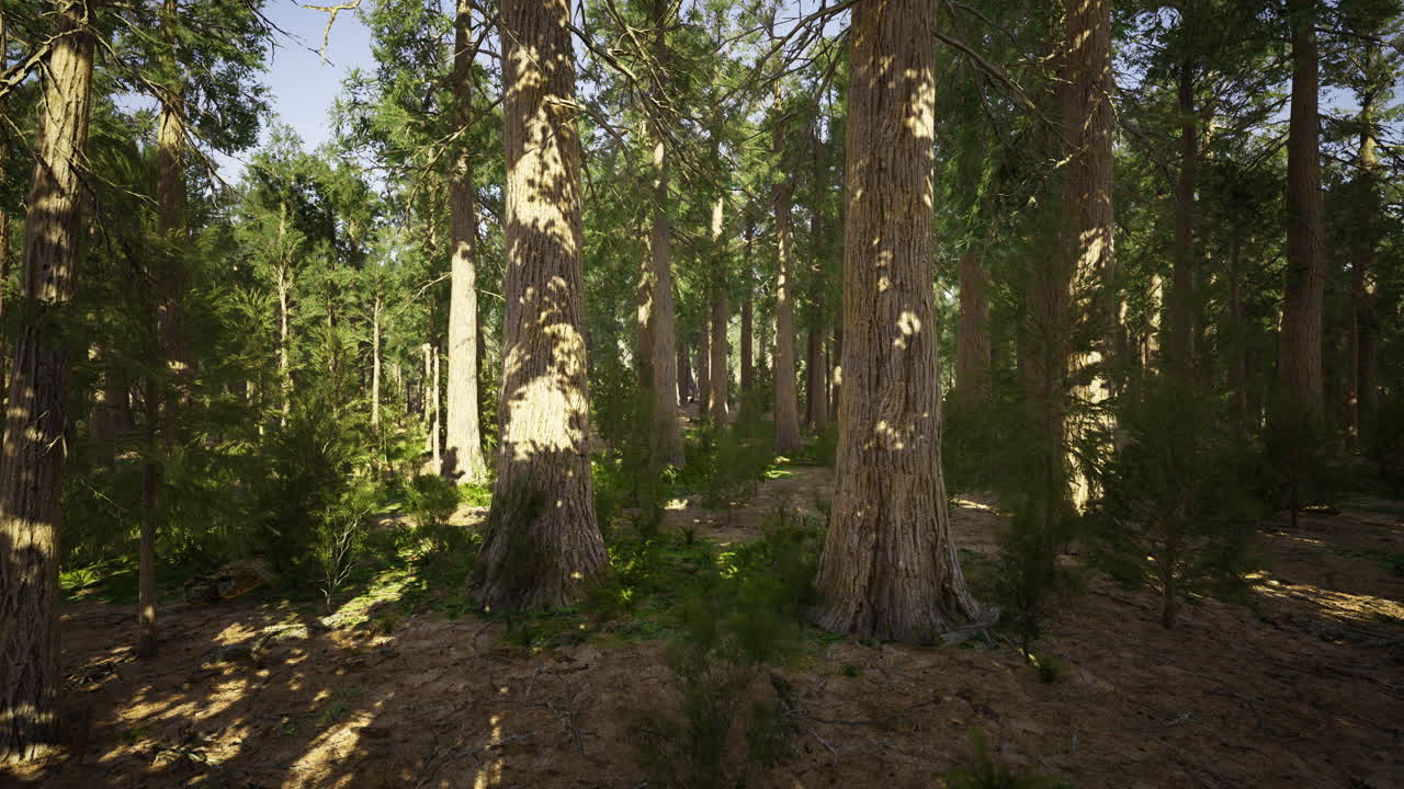 Exploring the serene beauty of a sunlit forest filled with ancient trees
