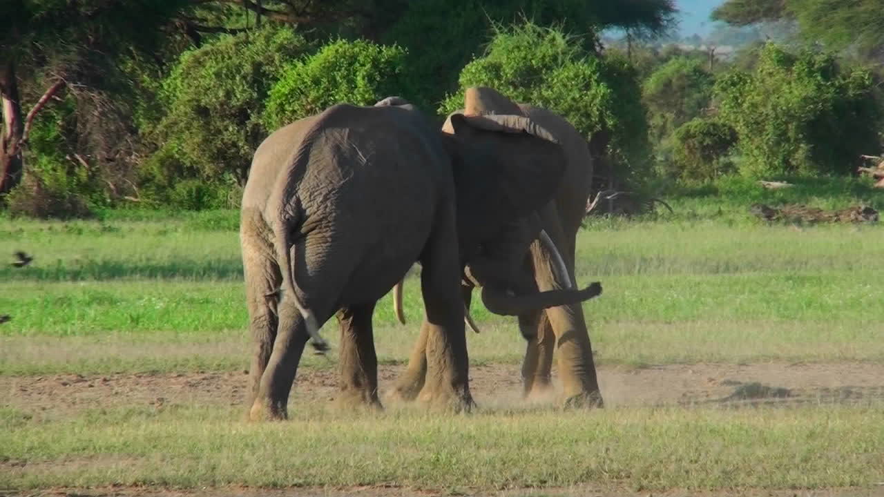 두 마리의 코끼리가 엄니를 잠그고 아프리카 평원에서 싸운다