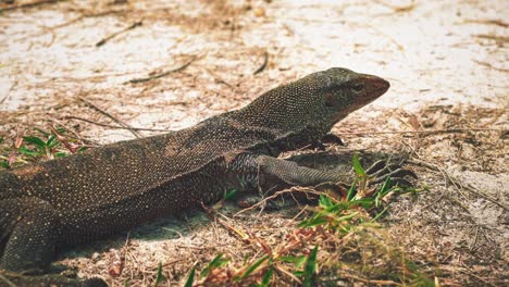 seamless video loop / cinemagraph of a monitor lizard close-up looking at the camera and not moving. dangerous reptile dinosaur animal in focus at la fortuna in the costa rica jungle with lush green tropical plants.