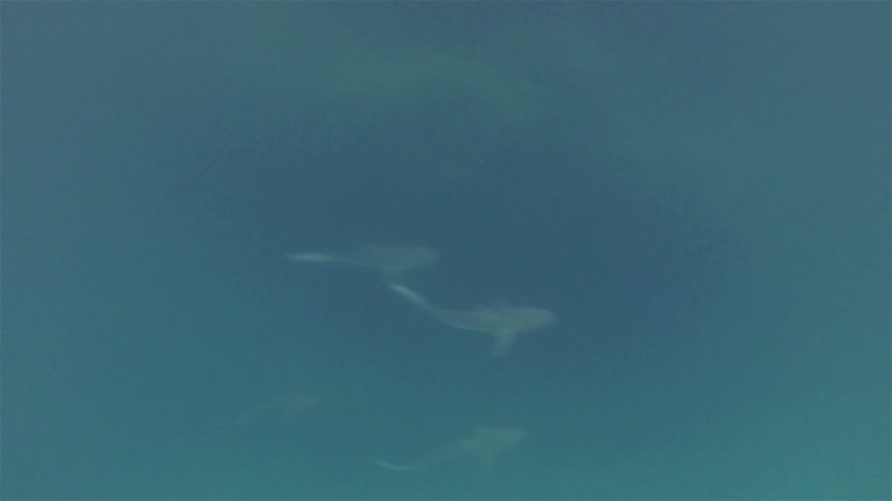 tiburón endémico de galápagos nadando en el canal en leon dormido o kicker rock fuera de san cristobal en el parque nacional galápagos ecuador 2