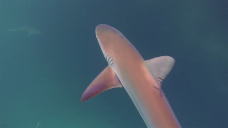 endemic galapagos shark swimming in the channel at leon dormido or kicker rock off of san cristobal in galapagos national park ecuador 2