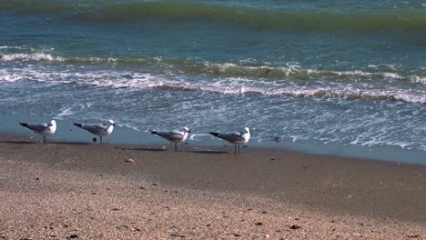 pájaros en la playa en cámara lenta