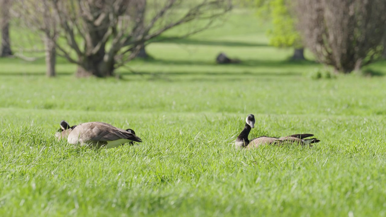 Oche canadesi pascolano e si nutrono in un pascolo di erba verde brillante. Gli uccelli beccano l'erba fresca sotto la luminosa luce solare diurna in un ambiente di parco sereno