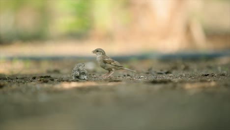 indian-roller-bird-at-a-waterhole-in-tadoba-andhari-tiger-reserve-in-india