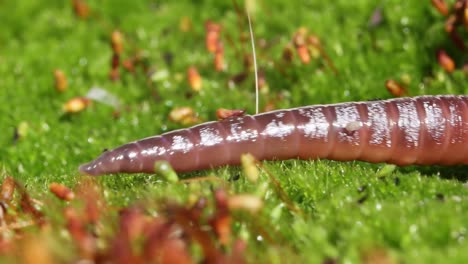 an earthworm is a terrestrial invertebrate that belongs to the class clitellata, order oligochaeta, phylum annelida. they exhibit a tube-within-a-tube body plan.