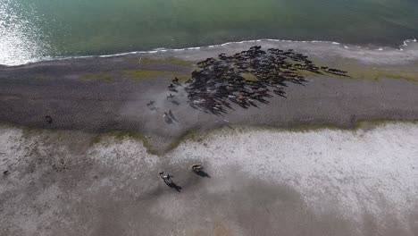 Increíble-Y-Rara-Manada-De-Caballos-Junto-A-Un-Lago-En-Mongolia-Fotografiada-Por-Un-Dron