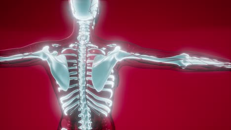 Transparent-Human-Body-with-Visible-Bones