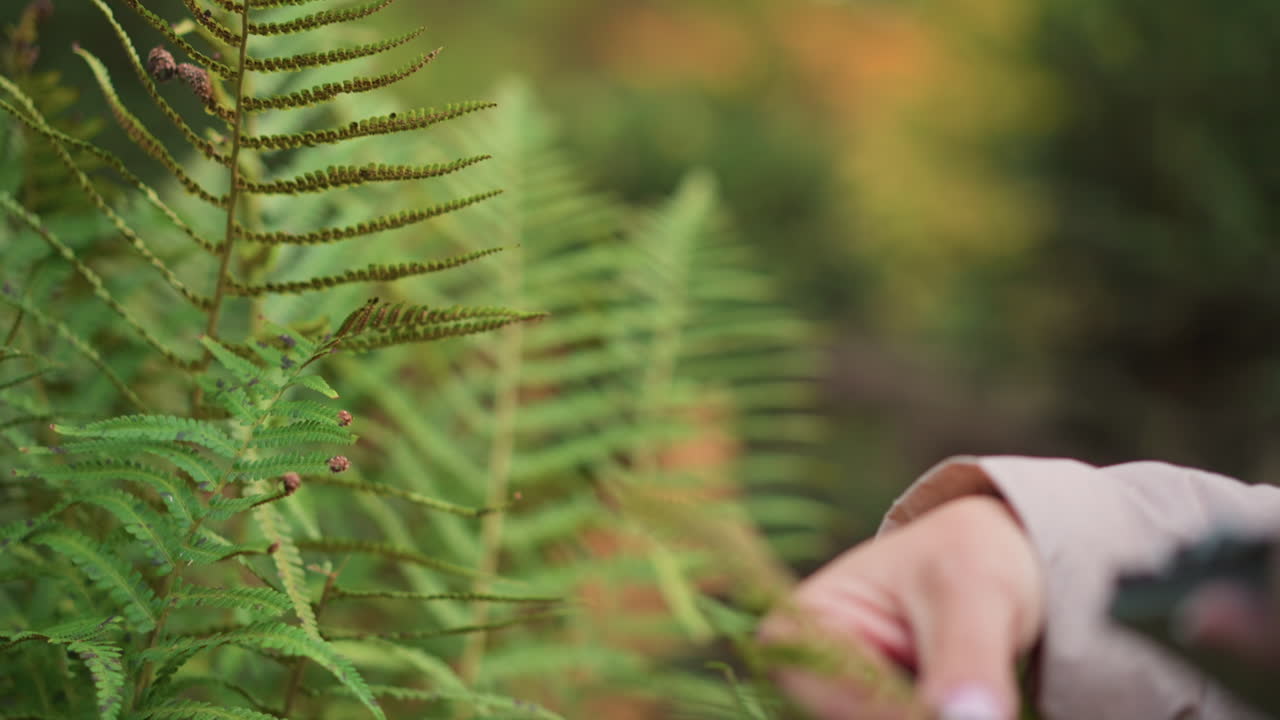 close up of person gently holding fern leaf with fingers while observing plant details in vibrant green forest during nature research, focus on tactile interaction