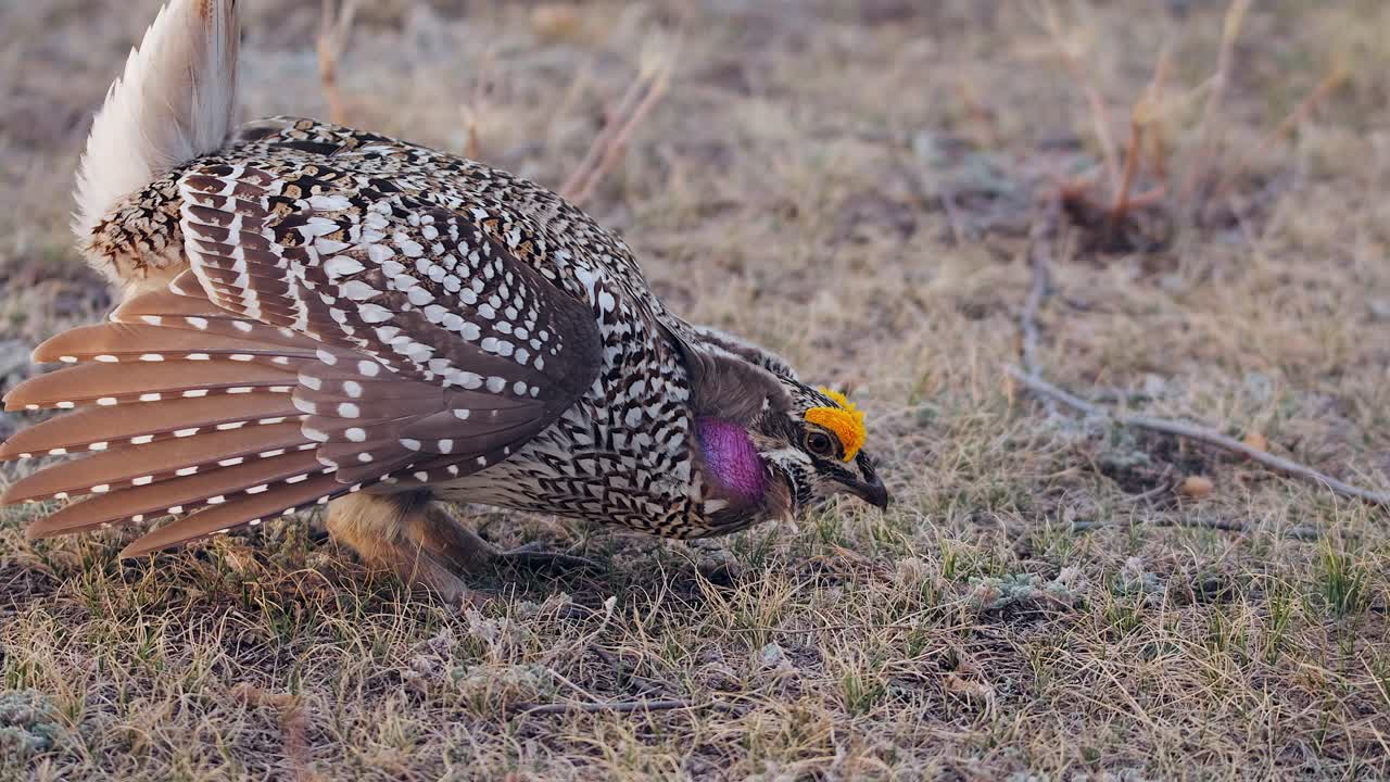 Male Sharptail Grouse poses with yellow combs and violet neck patch