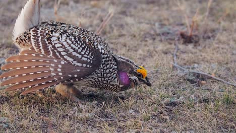 el macho de la gallina de cola afilada posa con peine amarillo y parche violeta en el cuello