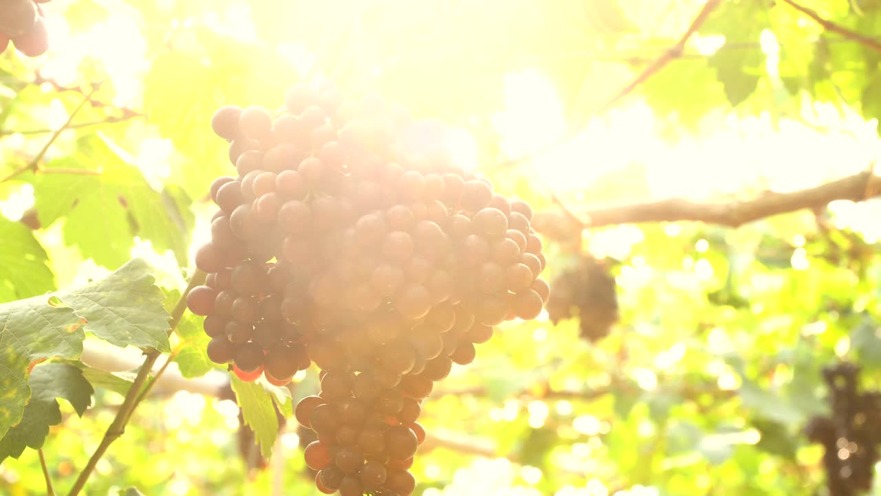 포도 나무에 녹색 잎 보라색 붉은 포도. 신선한 과일