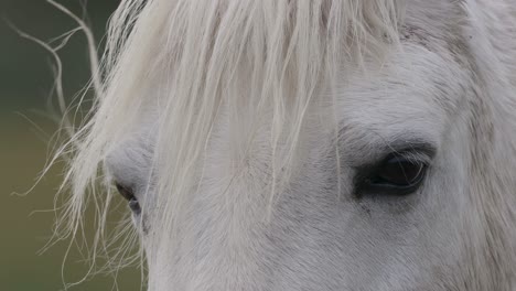 head of a white horse with thick coat and mane - closeup shot