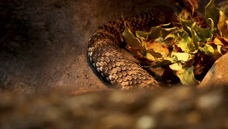 snake moving through leaves in zoo enclosure