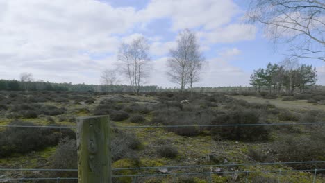 諾福克文化遺產公園 (norfolk heritage park) 位於英格蘭謝菲爾德 (sheffield) 的農村地區,位於木製和電線圍<unk>後面.