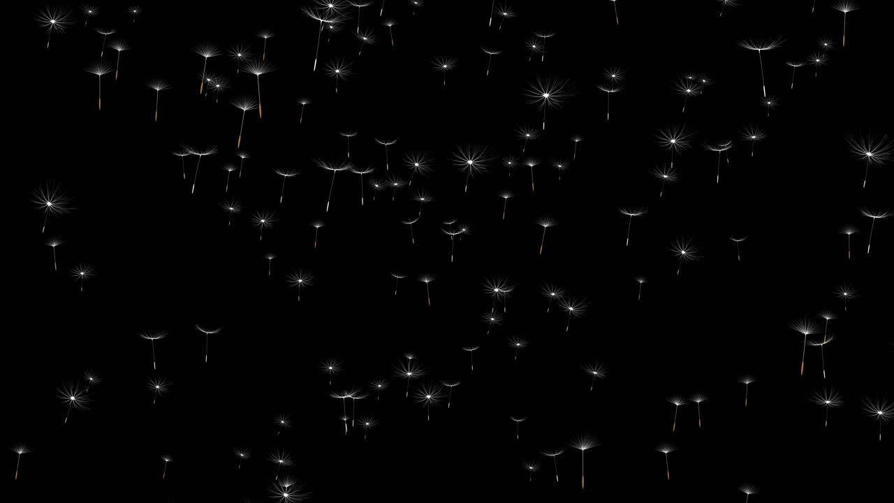 Dandelion Seeds Flying