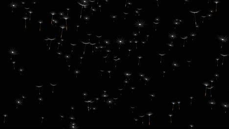 dandelion seeds flying