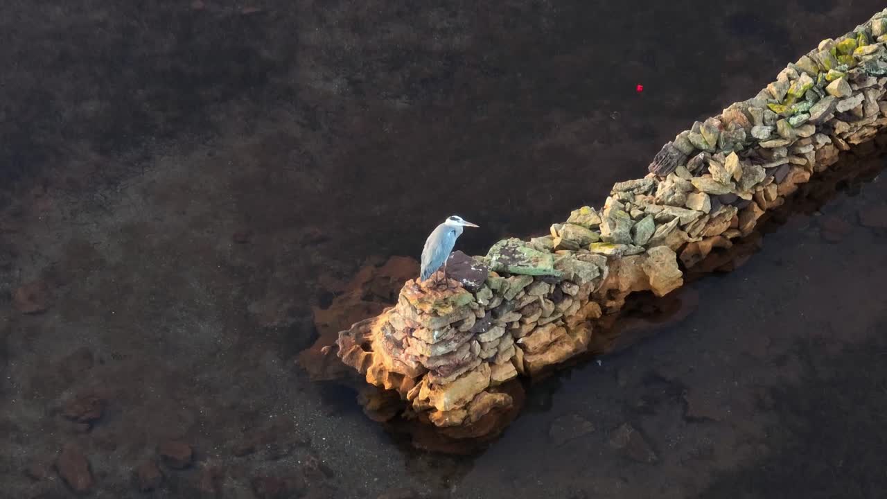 석양 바다 해안선의 암벽에 앉아있는 새