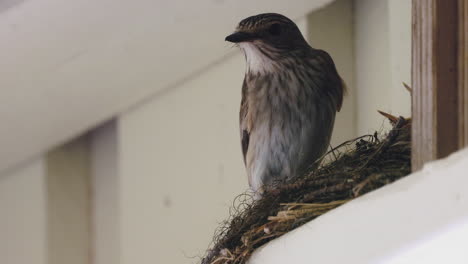 Muttervogel,-Der-Neugeborene-Hungrige-Babys-Auf-Dem-Nest-Füttert