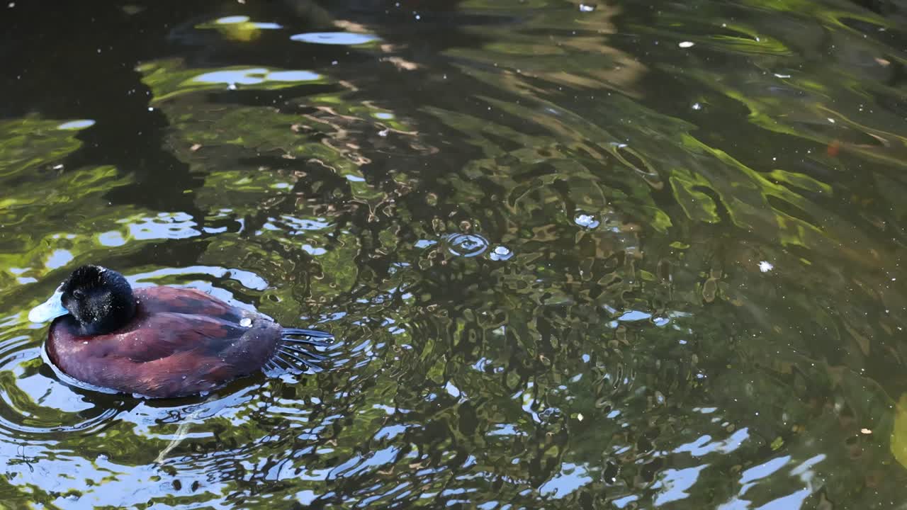 연못에서 헤엄치고 다이빙하는 오리