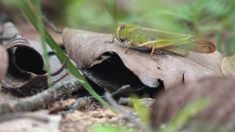 primer plano de un saltamontes sobre una hoja muerta.