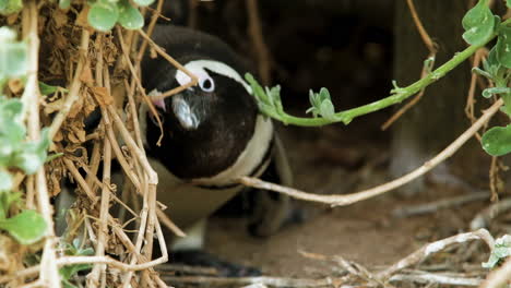 pingüino jackass adulto curioso en madriguera girando la cabeza de lado a lado