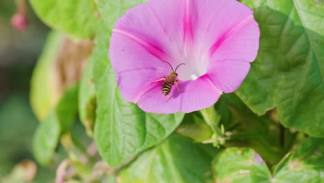 Wespe,-Die-Auf-Dem-Blütenblatt-Einer-Wunderschönen-Morgenruhmblume-Sitzt,-Die-Im-Garten-Blüht