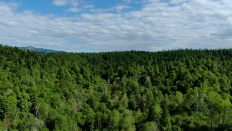 drone going through a valley over a mixed type forest with no human presence.