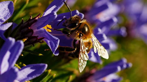 a close-up shot of a bee collecting pollen from a vibrant purple flower