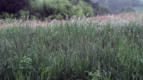 nature's freshness: rain falling on lush meadow plants, slow motion